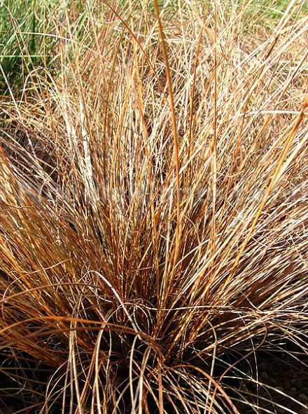 Carex comans 'Bronze Form' (Smalbladige zegge)