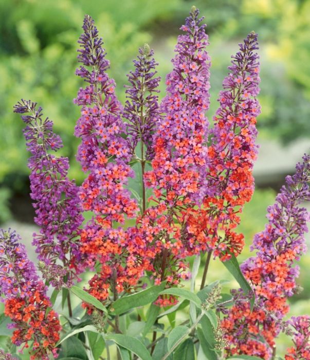 buddleja_davidii_flower_power_vlinderstruik.jpg