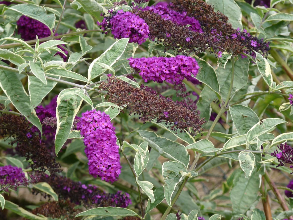 Buddleja davidii 'Harlequin' (Vlinderstruik, bontbladig)