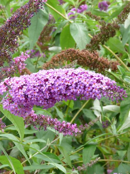 Buddleja davidii 'Ile de France' (Vlinderstruik)