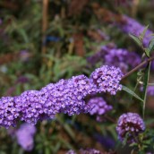 Buddleja davidii 'Nanho Blue' (Vlinderstruik)