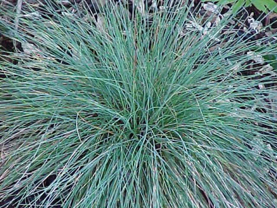Festuca glauca 'Elijah Blue' (Schapengras) De Tuinen van Appeltern