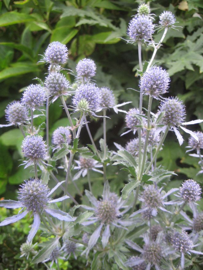 Eryngium planum 'Blauer Zwerg' (Blauwe distel, Kruisdistel) De Tuinen