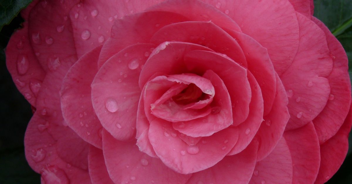 Camellia 'Debbie' (haag leivorm) | De Tuinen van Appeltern