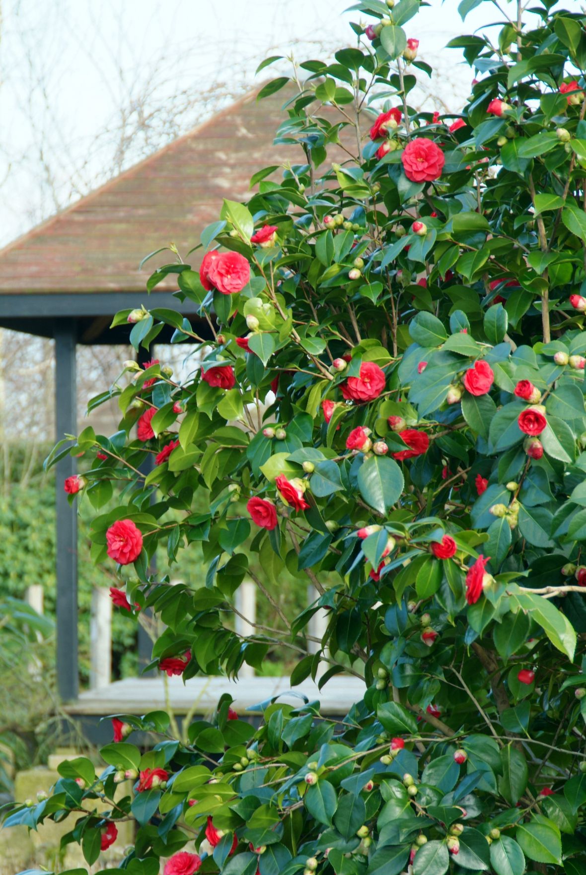 Ziektes en bij Camellia De Tuinen van Appeltern
