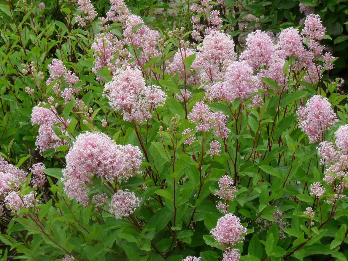 Ceanothus Pallidus Marie Simon Amerikaanse Sering Herfstsering De Tuinen Van Appeltern