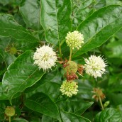 Cephalanthus natalensis (Kogelbloem)