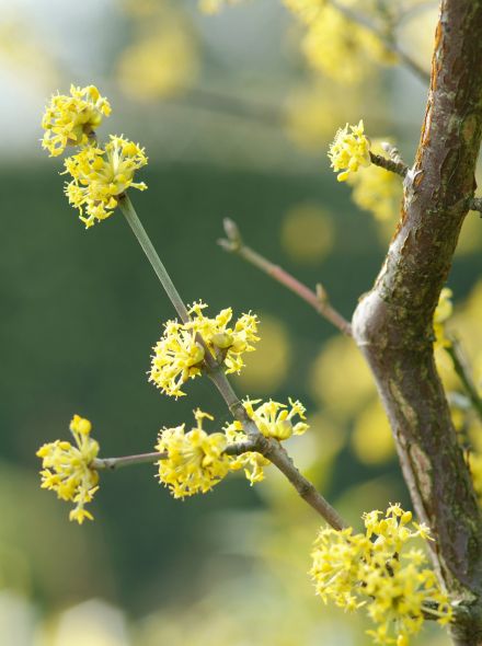 Cornus mas (Gele kornoelje)