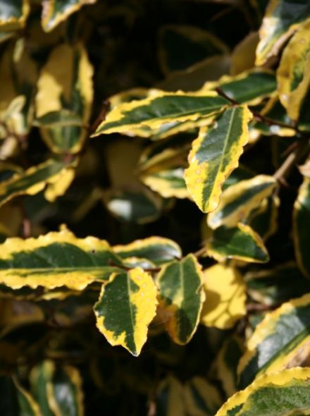 Elaeagnus ebbingei 'Gilt Edge' (Bontbladige Olijfwilg)