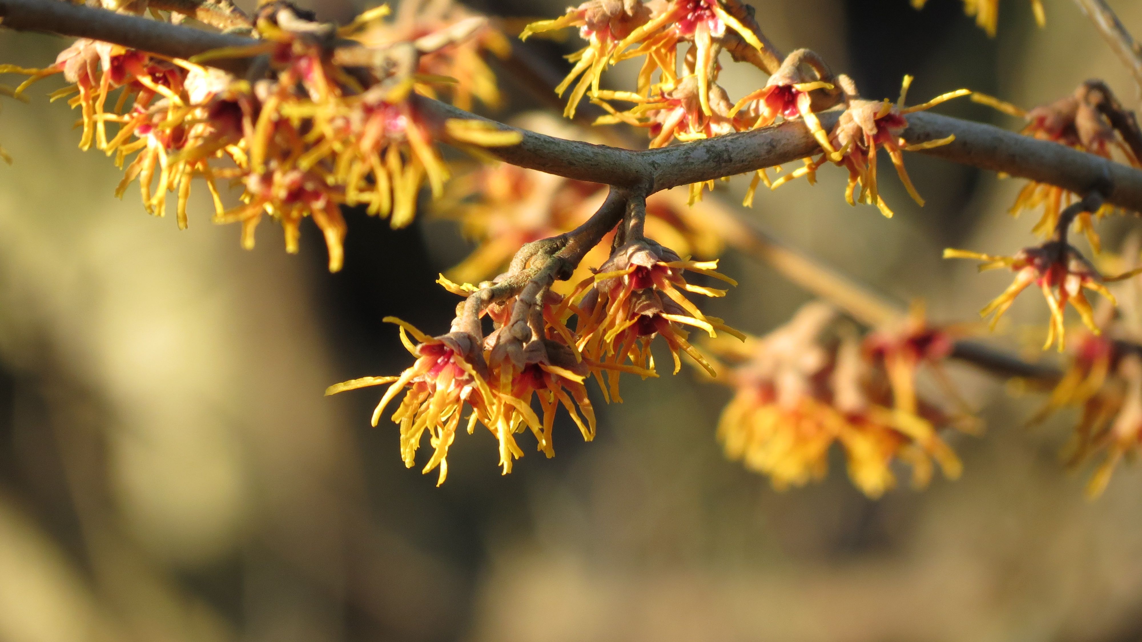 Hamamelis Intermedia Orange Beauty Oranjegele Toverhazelaar De Tuinen Van Appeltern