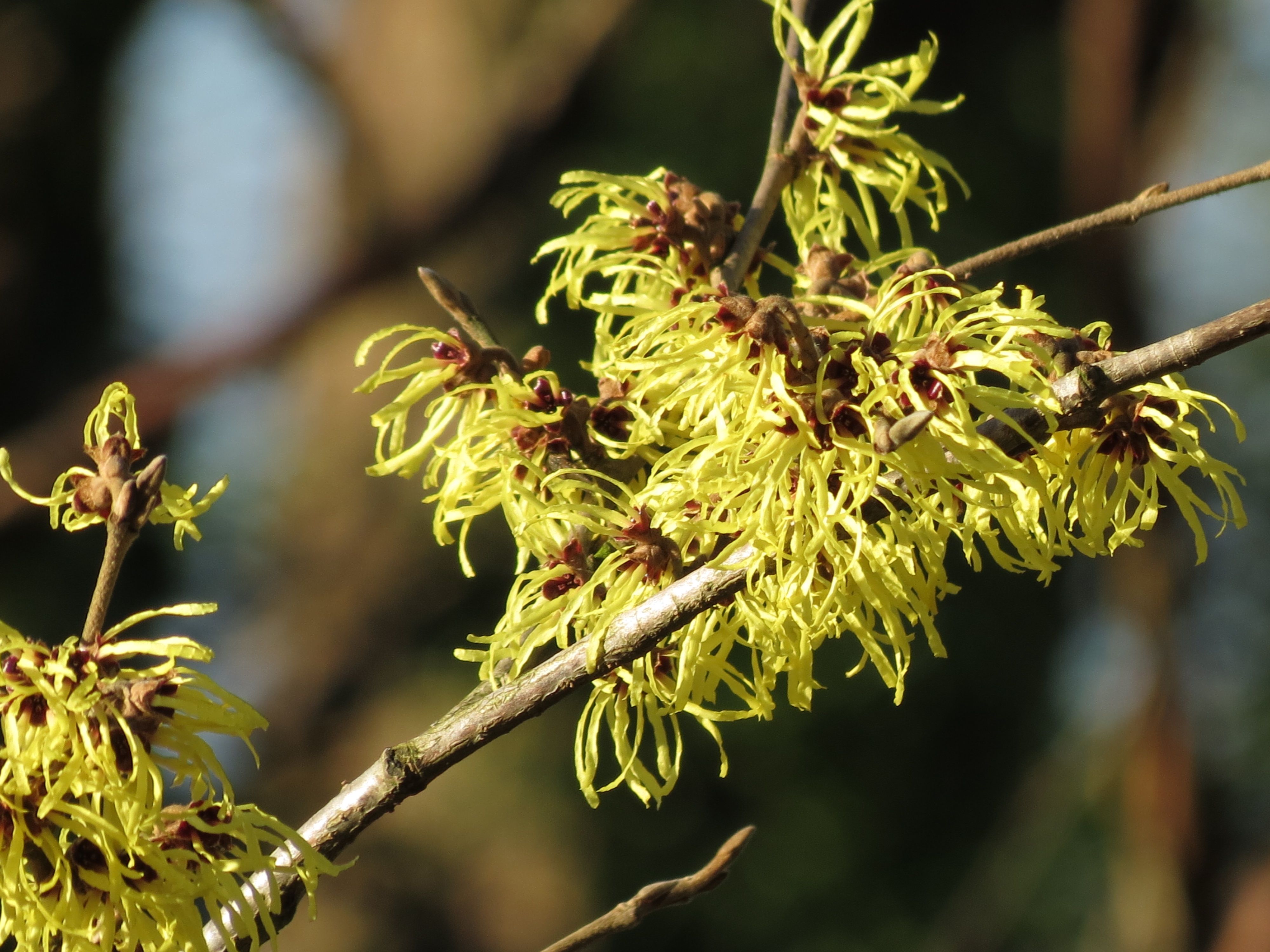 Hamamelis Intermedia Pallida Zachtgele Toverhazelaar De Tuinen Van Appeltern