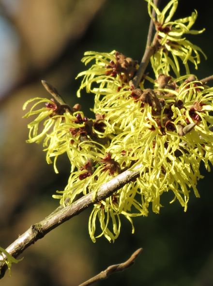Hamamelis intermedia 'Pallida' (Zachtgele toverhazelaar)