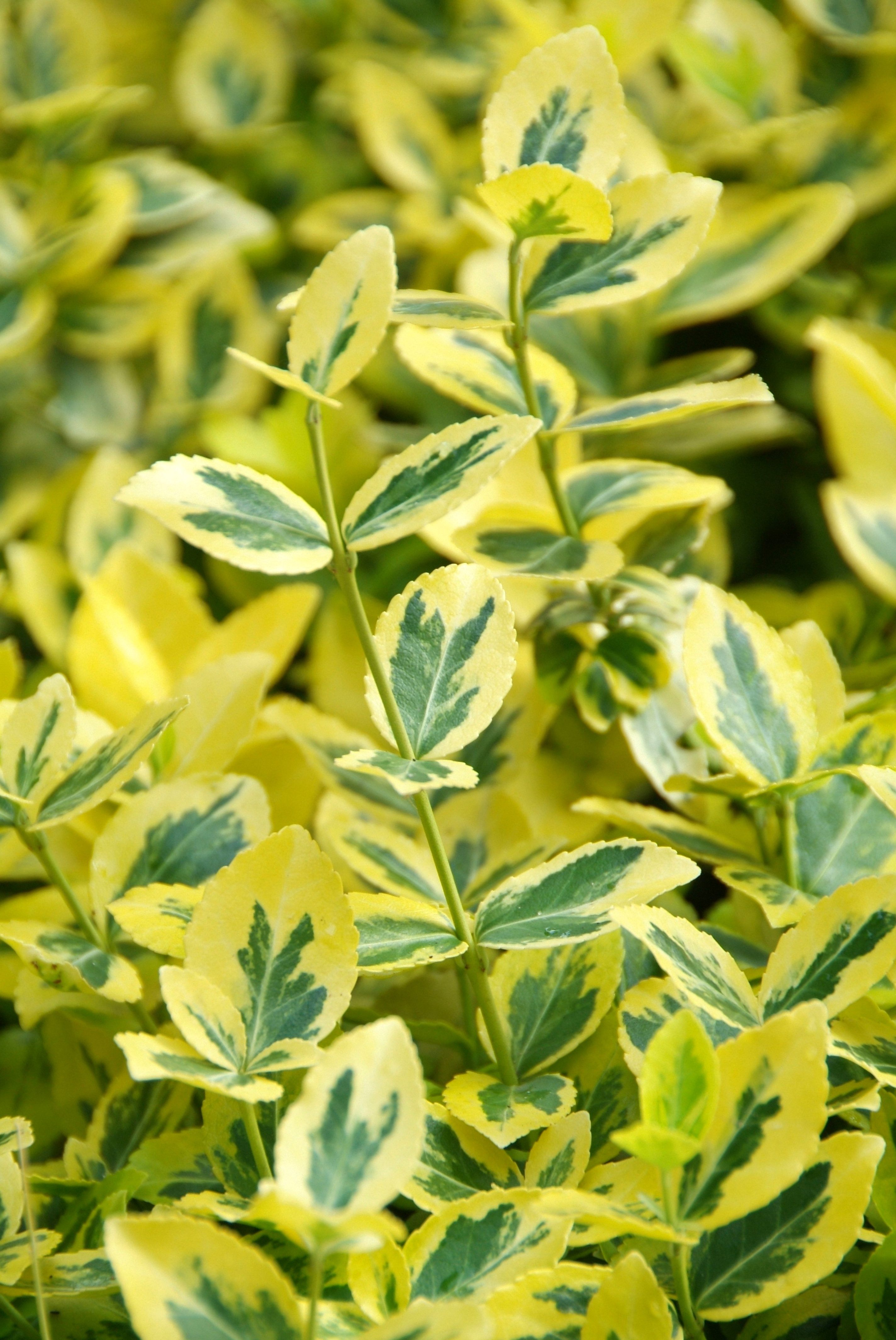 Euonymus fortunei 'Emerald'n Gold' (Japanse Kardinaalsmuts) De Tuinen van Appeltern Euonymus fortunei 'Emerald'n Gold' (Japanse Kardinaalsmuts) De Tuinen van Appeltern