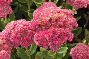 Droogtebestendige plantenborder