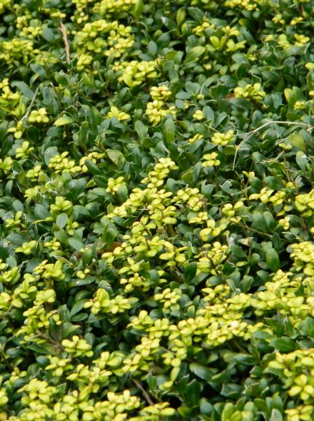 Ilex crenata 'Convexa' (Japanse of Chinese hulst, buxus vervanger)