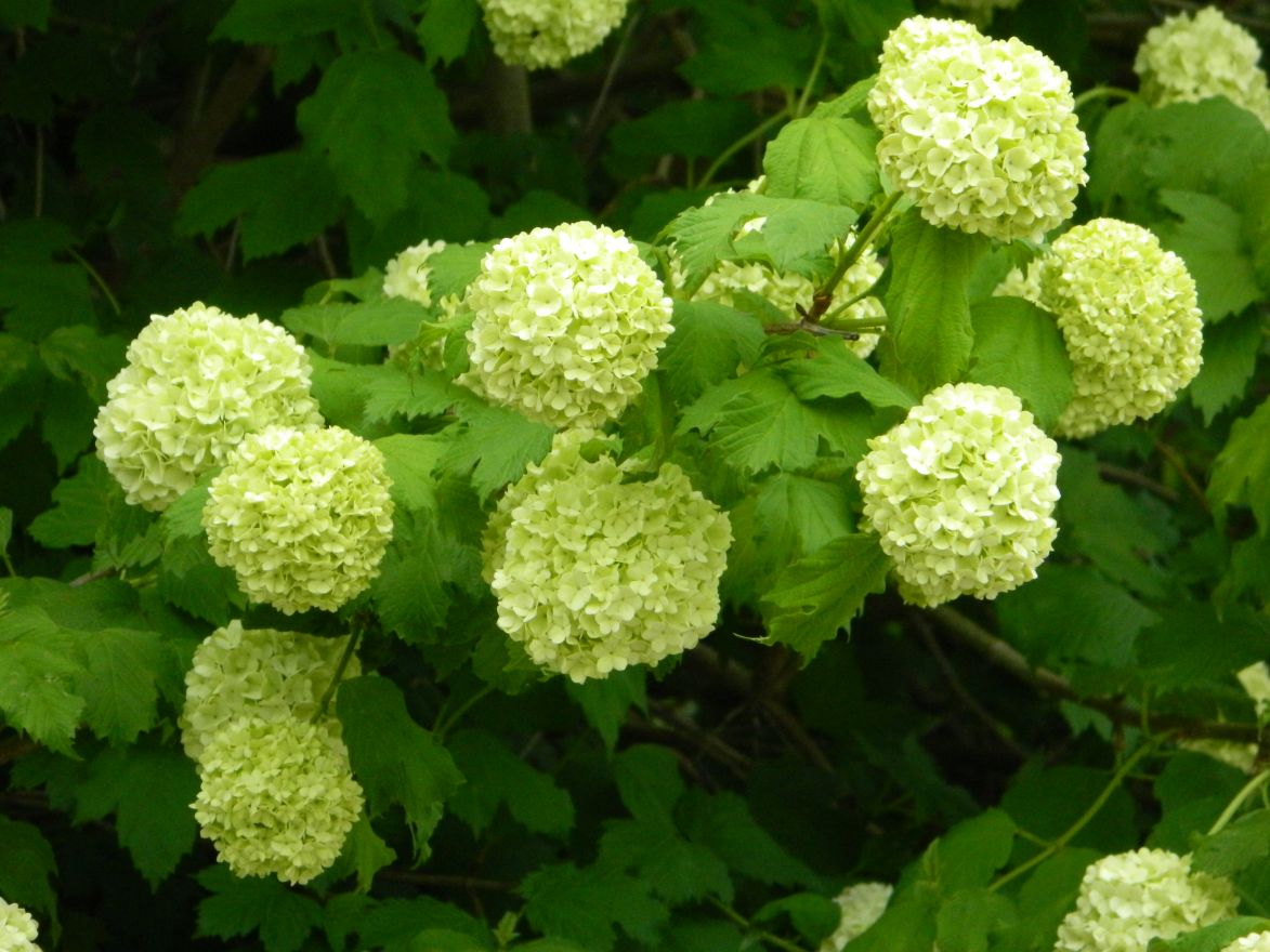 Viburnum opulus 'Roseum' (Gelderse roos) De Tuinen van Appeltern