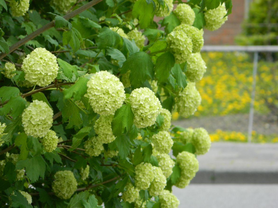 Viburnum opulus 'Roseum' (Gelderse roos) De Tuinen van Appeltern