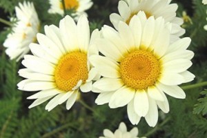 Engelse plantenborder