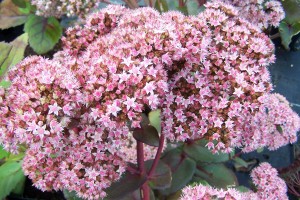 Onderhoudsvriendelijke plantenborder