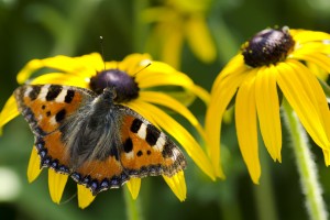 Vlinder plantenborder
