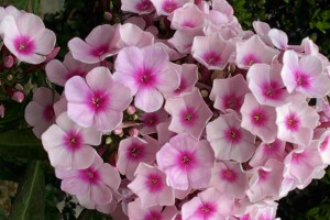 Pastelkleuren plantenborder