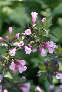Weigela florida 'Foliis Purpureis' Weigelia De Tuinen van Appeltern