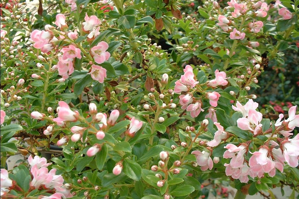 Escallonia Apple Blossom Escallonia De Tuinen Van Appeltern
