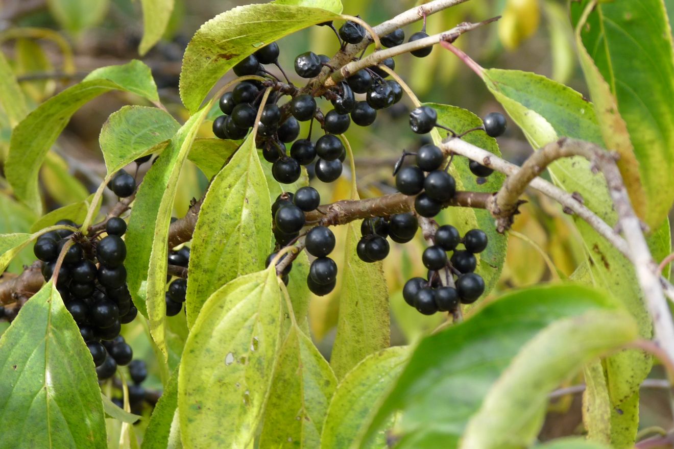 Rhamnus frangula (Sporkehout, Vuilboom)