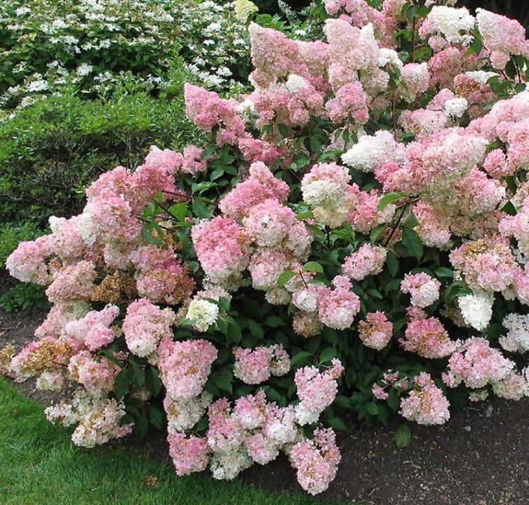 Hydrangea paniculata 'Vanille Fraise' (Pluimhortensia) De Tuinen van