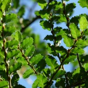 Nothofagus antarctica (Zuid Amerikaanse schijnbeuk, Schijnbeuk) - c15 175/200 cm