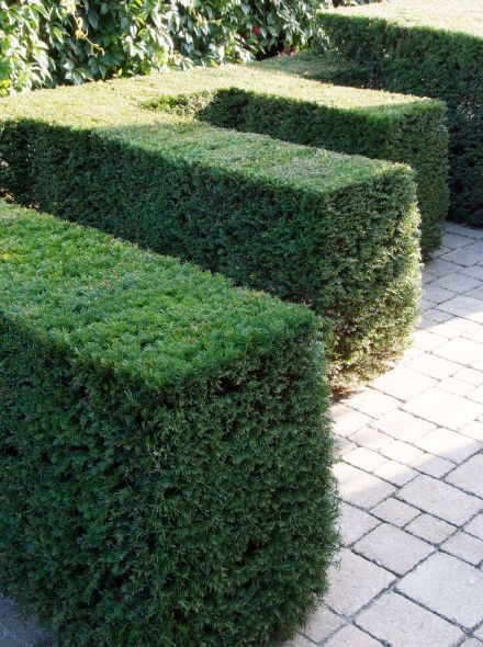 Taxus media 'Hicksii' (Venijnboom)