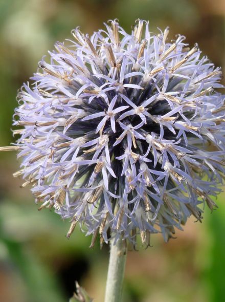 Echinops bannaticus 'Taplow Blue' (Kogeldistel)
