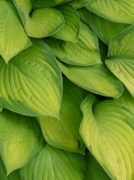 Hosta 'Gold Standard' (Hartlelie)
