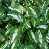 Hosta undulata 'Mediovariegata' (Hartlelie) - p9