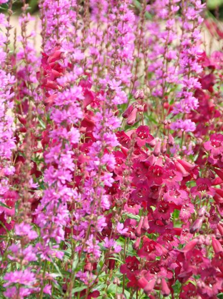 Penstemon 'Rich Ruby' (Slangekop, Schildpadbloem)
