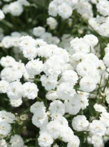 Achillea ptarmica 'The Pearl' (Wilde bertram, Duizendblad)