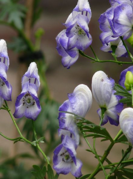 Aconitum cammarum 'Bicolor' (Monnikskap)