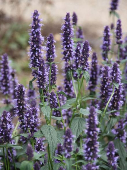 Agastache 'Black Adder' (Anijsnetel, dropplant, Koreaanse munt)
