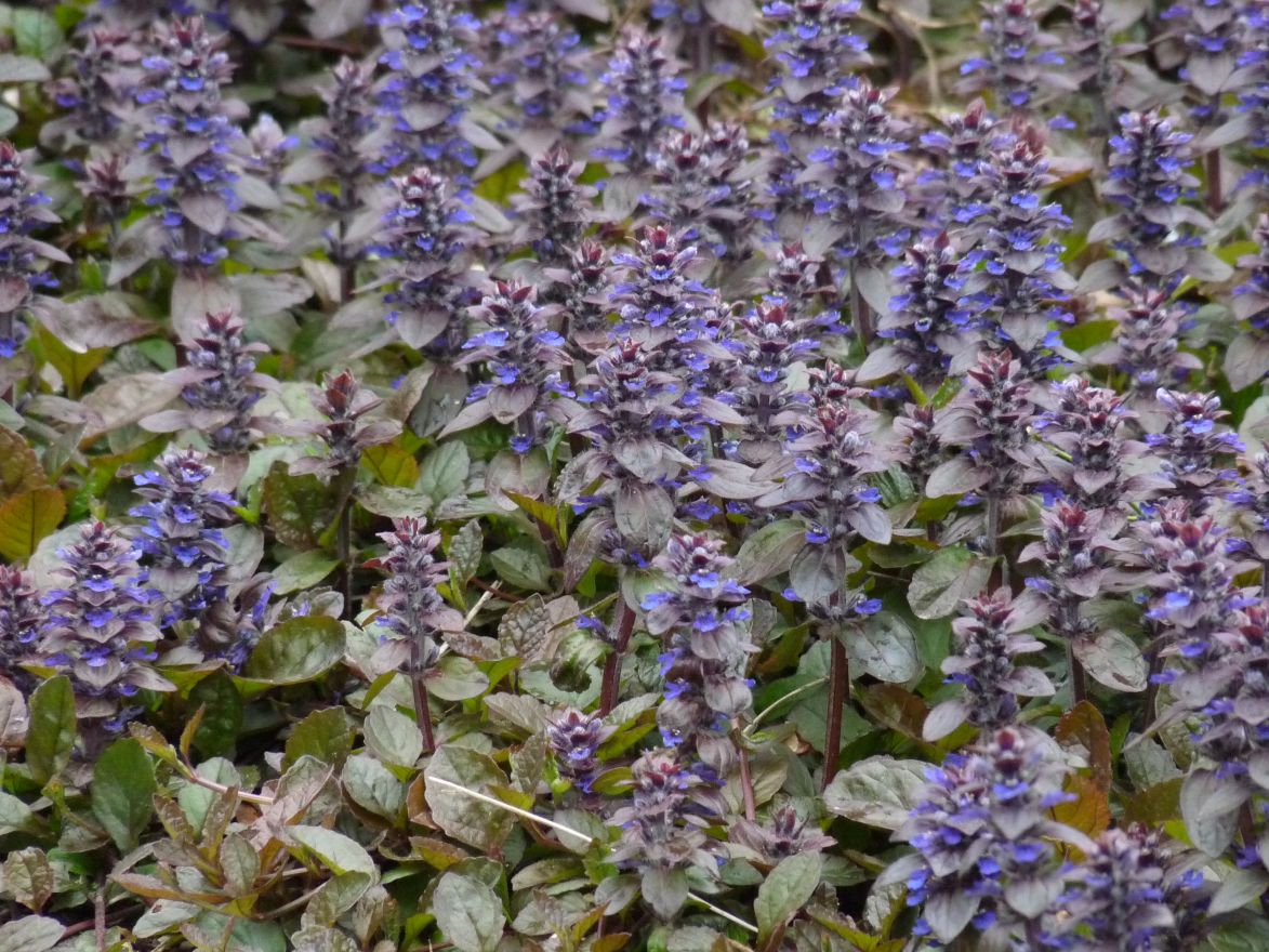 ajuga_reptans_atropurpurea_kruipend_zenegroen.jpg
