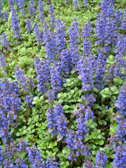 Kruipend zenegroen (Ajuga reptans)