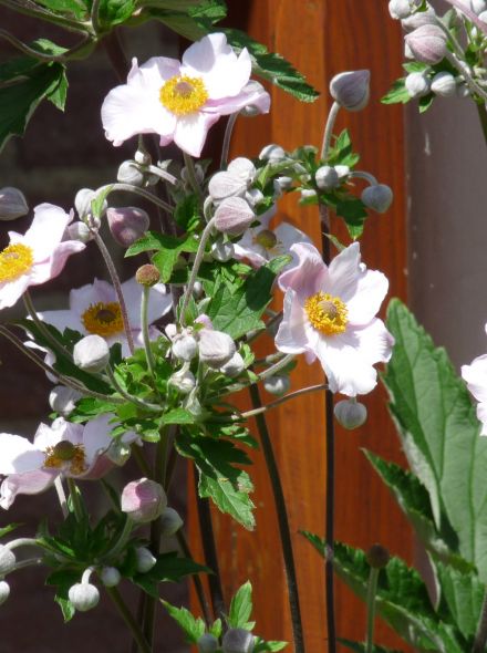 Anemone hybrida 'Richard Ahrens' (Herfstanemoon)