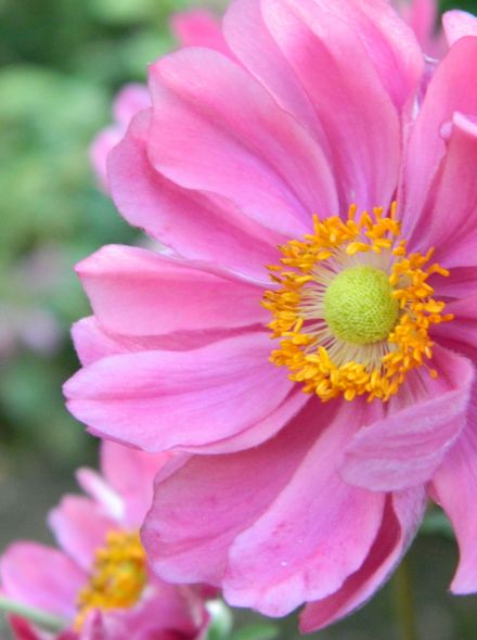 Anemone hybrida 'Serenade' (Herfstanemoon)