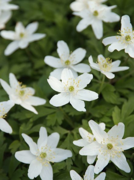 Anemone nemorosa (Bosanemoon)