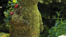 Groene vrienden in mos