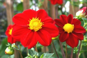 De Dahlia is terug!
