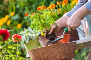Tuintips voor mei