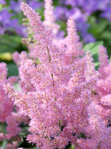 Astilbe 'Mainz' (Pluimspirea, prachtspirea)