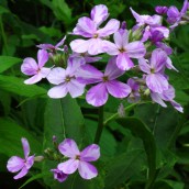 Hesperis matronalis (Damastbloem) - p9