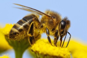 De levende tuin