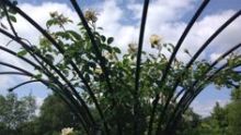 Klimplantenrekken, pergola's